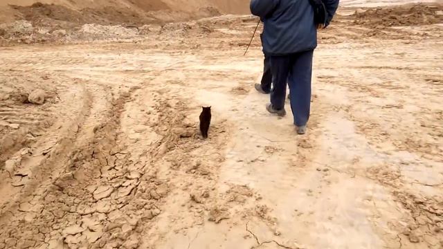 Супер кот! Смотреть всем. Это прикольно смотреть онлайн