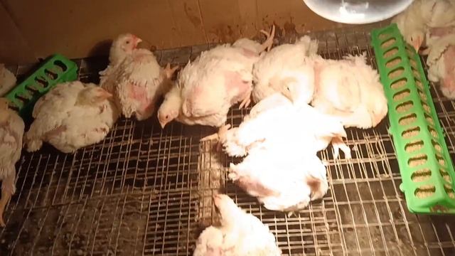 Бройлеры хрипят!!! ?Застыли? Скорая помощь?. Результат есть!!! смотреть онлайн