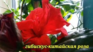 Соседство комнатных цветов.Мои комнатные цветы.