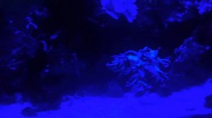 Видеопример: Светодиодный светильник для морского аквариума.