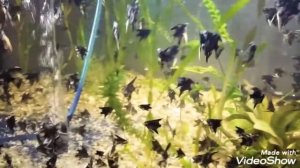 Виды скалярий в моем аквариуме. Потомство от скалярий