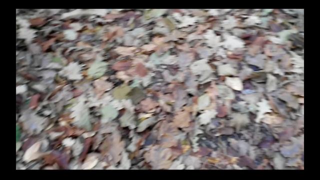 #199.воскресная прогулка в осеннем лесу.потрясающий закат смотреть онлайн