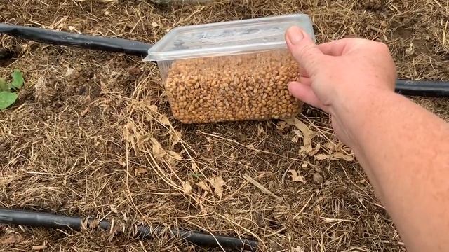 Триходерма. Опять выращиваю Триходерму.