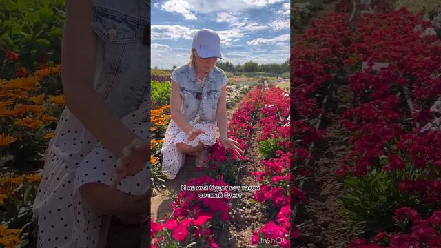 Безупречный цветок из серии профессиональных семян🌺гвоздика Телстар Кармин Роуз | УСАДЬБА-СЕМЕНА смотреть онлайн