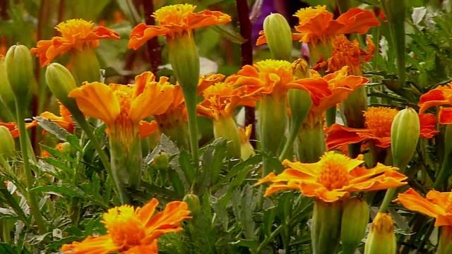 Цветы ноготки. смотреть онлайн