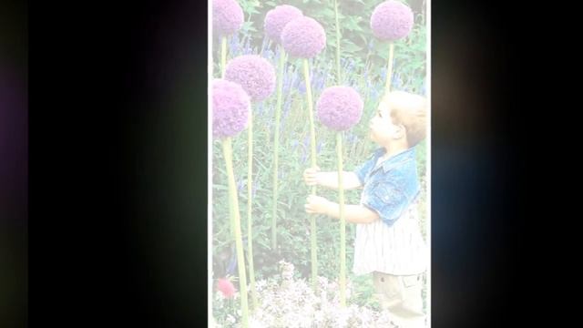 Авторский стих Декоративный лук аллиум Фото интернет смотреть онлайн