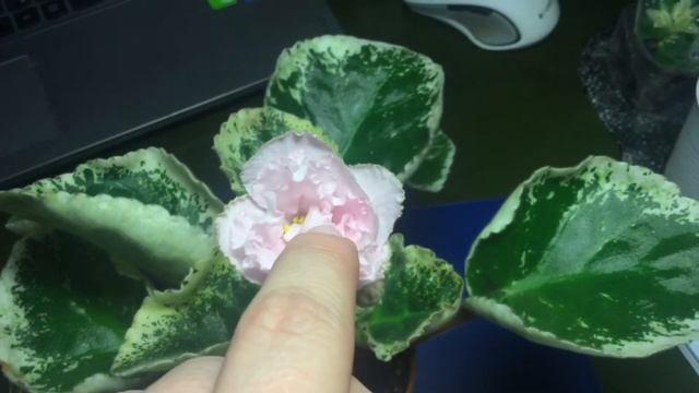 Фиалка Ян Бокал смотреть онлайн