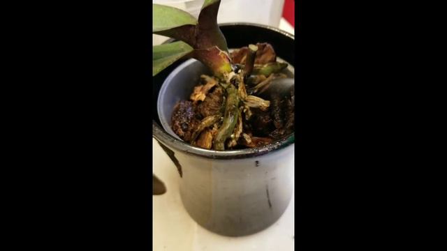 Orquídeas raíces nuevas en agua y en sustrato смотреть онлайн