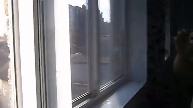 Стройка Мечты