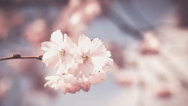 フルート演奏　Flute 桜坂 福山雅治　Sakurazaka by Masaharu Fukuyama смотреть онлайн