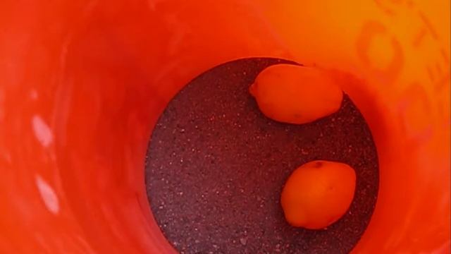HOMESTEAD CANNING - Preserving Lemons смотреть онлайн