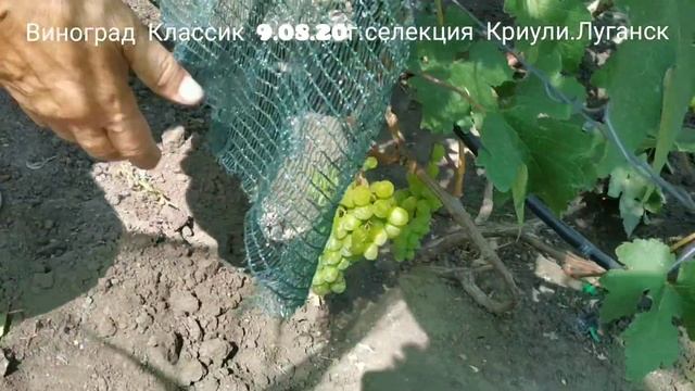 Виноград Классик селекция Криули в гостях у создателя. смотреть онлайн