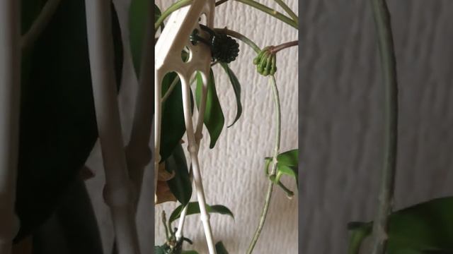 Hoya megalantha смотреть онлайн