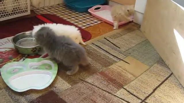 котята май 2013 смотреть онлайн
