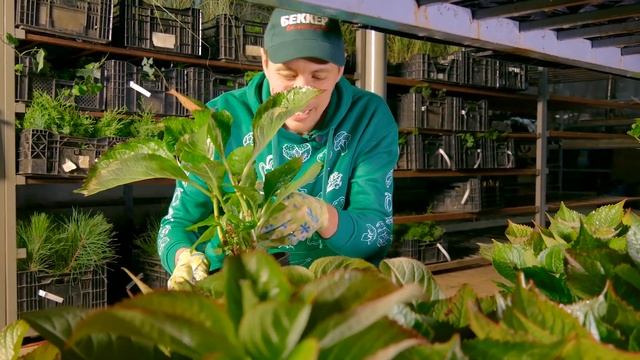 Гортензия крупнолистная - листок с мою ладошку. Видео со склада Беккер смотреть онлайн