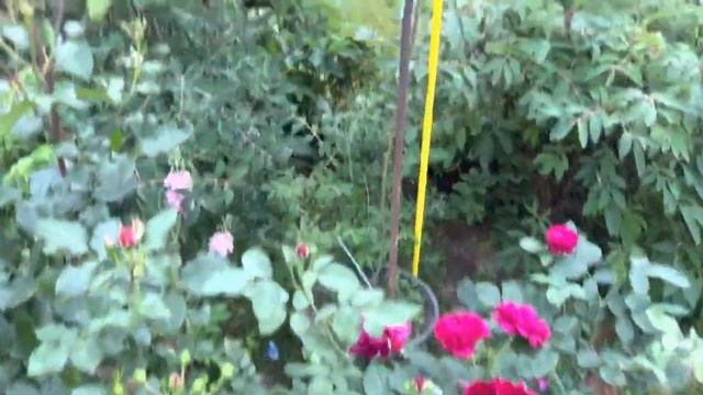 29.06.22 Дача, Минск, немного роз с названиями... смотреть онлайн