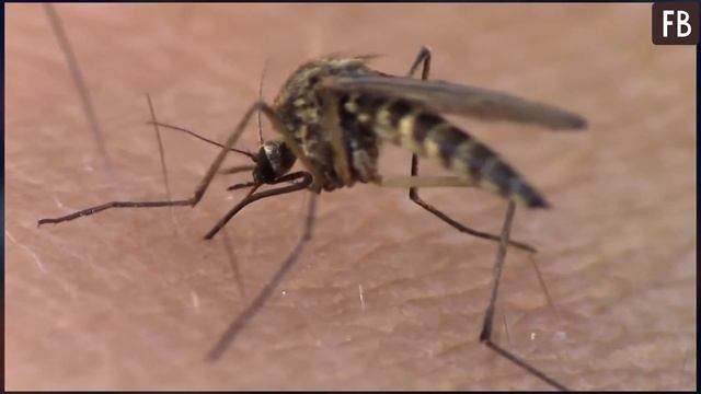 Соседи постоянно вешают над дверью мешок с водой. Узнав причину, я тоже стал так делать и всем смотреть онлайн