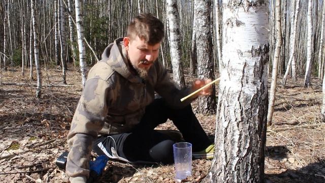 КАК и КОГДА собирать БЕРЕЗОВЫЙ сок? ЭКСПРЕСС МЕТОД! смотреть онлайн