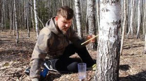 КАК и КОГДА собирать БЕРЕЗОВЫЙ сок? ЭКСПРЕСС МЕТОД!