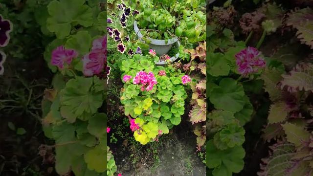 Обзор колеусов 2020. Тюмень. смотреть онлайн