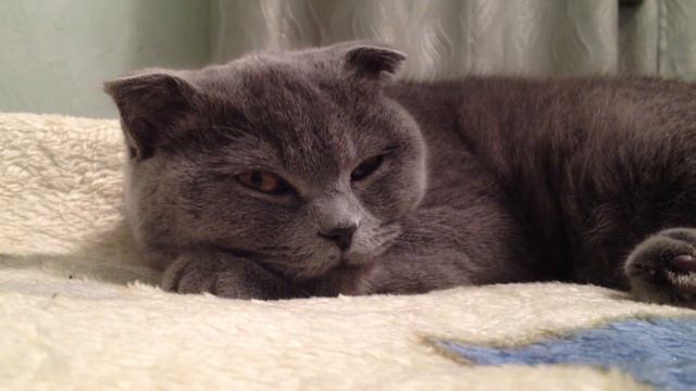 Нашей британской кошечке уже год смотреть онлайн
