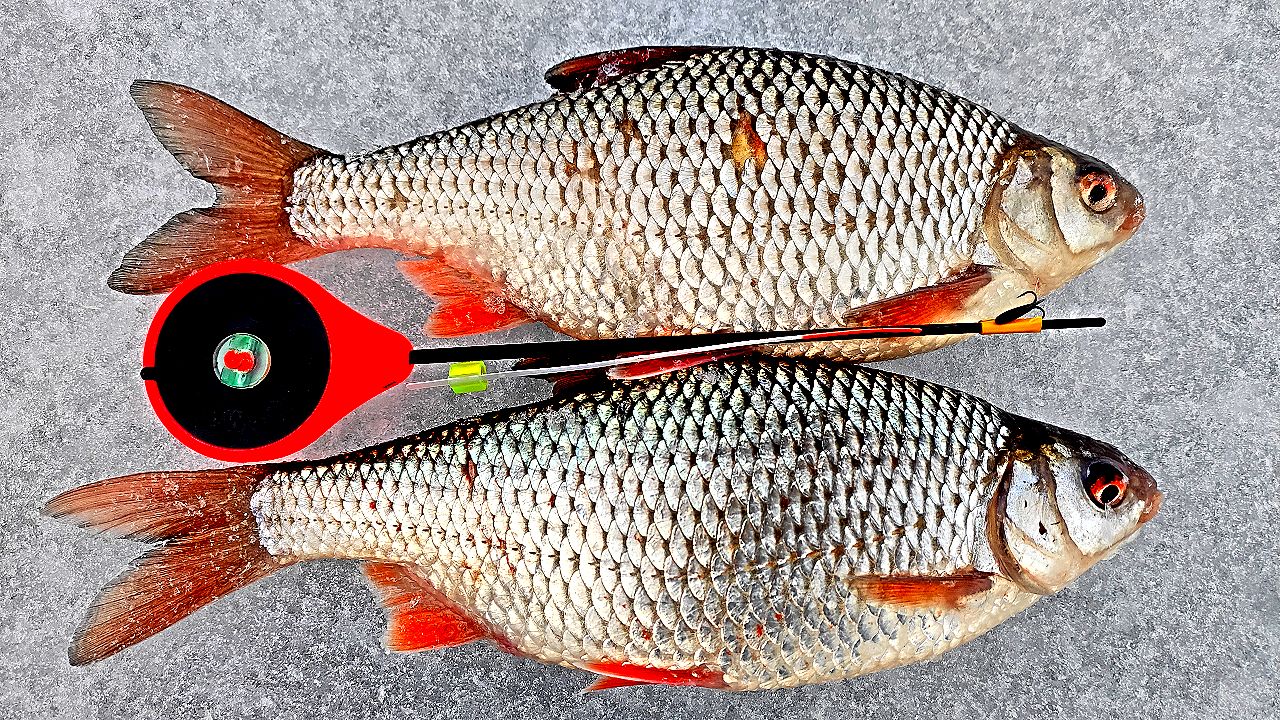 ОКСКИЕ "БАТОНЫ". Наконец то рыбалка на ОКЕ. Редко, но метко. смотреть онлайн