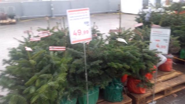 4,99 зл ЕЛКИ РАСПРОДАЖА в Leroy Merlin смотреть онлайн