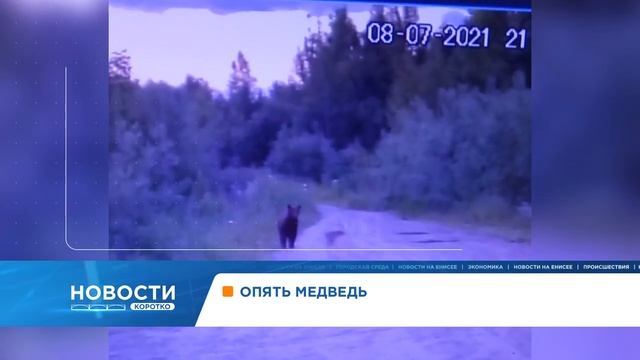 Медведь снова вышел к людям в Енисейском районе смотреть онлайн