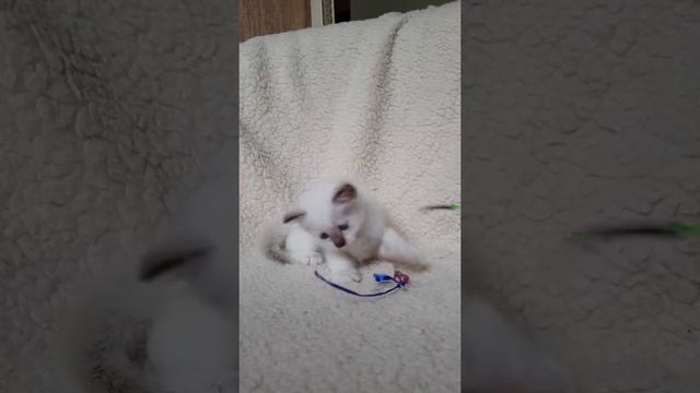 Leo Mos Lakshestar котенок священной бирмы 1 месяц и 19 дней. смотреть онлайн