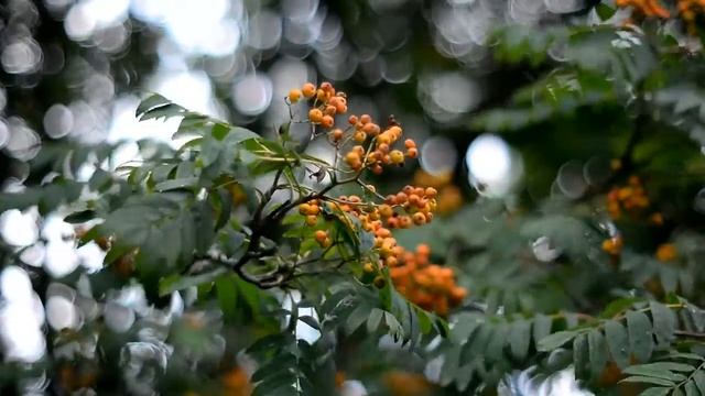 Olympus Zuiko 50 mm 1.4 на Nikon D7100 смотреть онлайн