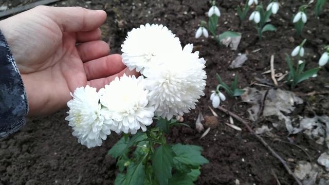 Подснежники и астра 27 февраля. смотреть онлайн