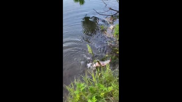 Ловля горбуши на воблер 65 мм (7.9 гр) от Mr. Musurok