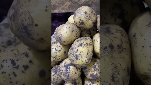 КАРТОФЕЛЬ ? ОТЕЧЕСТВЕННЫЙ КАЧЕСТВЕННЫЙ ГАЛА РЕД СКАРЛЕТ КОЛОМБО ЛАБАДИЯ ОВОЩИ ОТ МАРЧЕНКО ЮГИМПОРТ смотреть онлайн