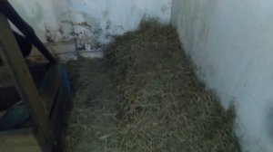 Устройство сарая для коров