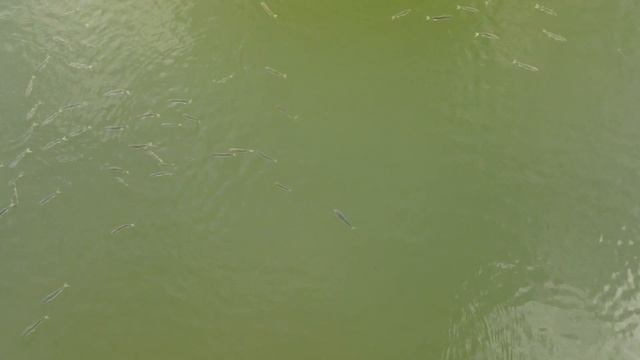 Карась морской, Рыбалка с Рогаткой смотреть онлайн