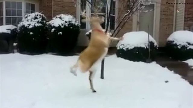 Видео для детей - Детские песни - Вернись лесной олень смотреть онлайн