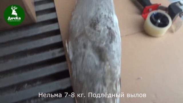 Нельма. Дикая якутская рыба смотреть онлайн