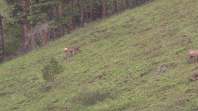 Маралы. смотреть онлайн