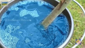 СУПЕР СМЕСЬ МОЧЕВИНА,ЖЕЛЕЗНЫЙ КУПОРОС  И ... СУПЕР СМЕСЬ ДЛЯ ОБРАБОТКИ САДА И ЯГОДНЫХ КУСТОВ ОСЕНЬЮ