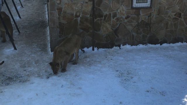 Ребята из юного прайда растут как на дрожжах! Тайган The lions from the young pride ! Taigan смотреть онлайн