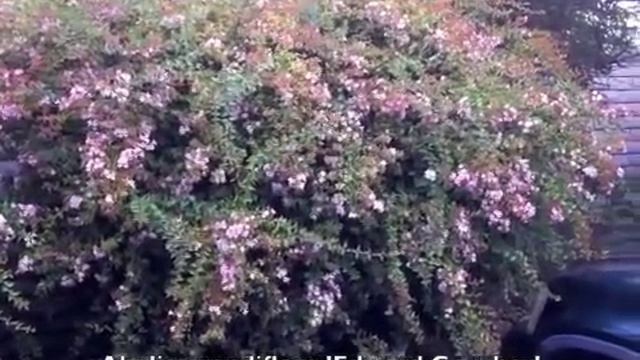 Abelia Grandiflora 'Edward Goucher' - Glossy Abelia