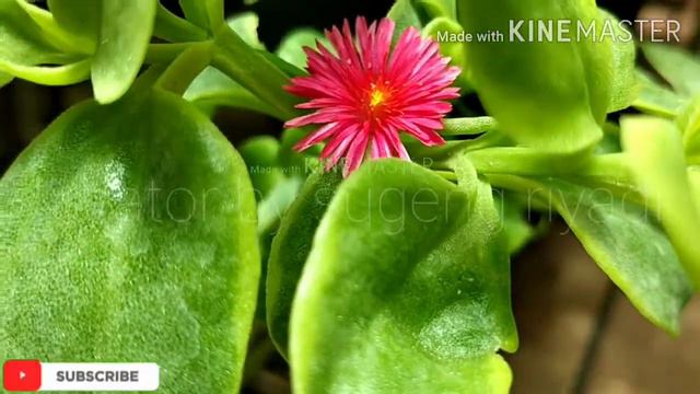 Lipstik bunga MERAH (KOKEDAMA)Aeschynanthus Radicant, si Bunga Lipstik смотреть онлайн