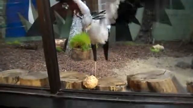 Московский зоопарк. Птица секретарь смотреть онлайн