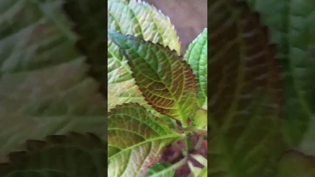 Гортензия дарк ангел. реанимация, день первый. после пересадки прошло 5 дней смотреть онлайн