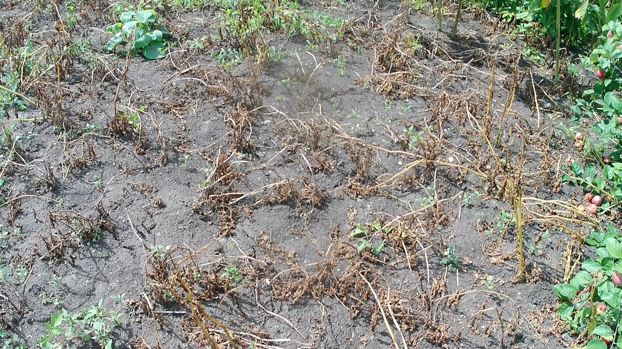 Картофель на биогумусе. Сезон 3. Видео 4. Обзор участка. Картофель высох, пора копать. смотреть онлайн