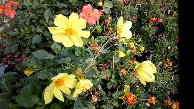 КРАСИВЫЕ ЦВЕТЫ(Осень)BEAUTIFUL FLOWERS (Autumn) смотреть онлайн