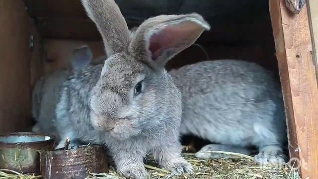 В каком возрасте случать кроликов смотреть онлайн