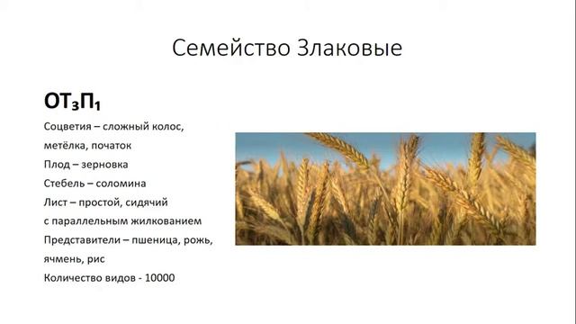 Урок №26 "Характеристика Однодольных" смотреть онлайн