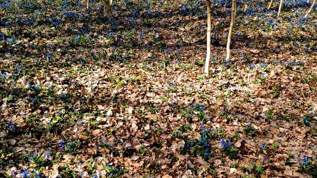 Пролеска (сцилла) смотреть онлайн