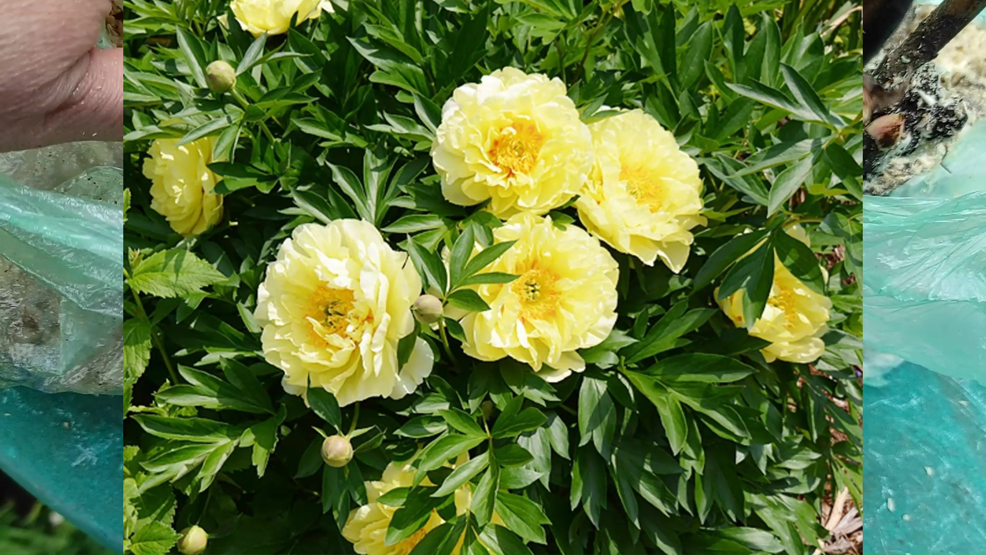ПИОНЫ. ПОСЫЛКА с ПОСАДОЧНЫМ МАТЕРИАЛОМ.ОБЗОР ЗАКАЗА #пионы #посылка #заказ #сорта #распаковка #осень